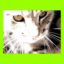 cat in the sun posters