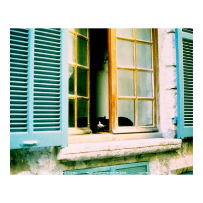 Cat in the Window/JSKFR003 Poster