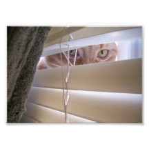 Cat in the Window Photo Art
