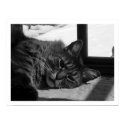 Cat in the Window posters