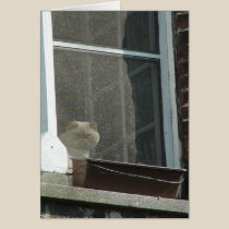 Cat in Window cards