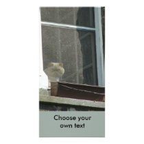 Cat in Window Photo Greeting Card