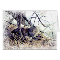 Cat in Winter Greeting Christmas Card cards