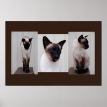 Cat 'Inoe' tryptich Poster