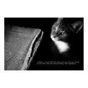 Cat [kat] posters