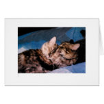 cat kiss greeting card