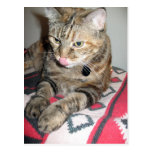 Cat Kisses Postcard