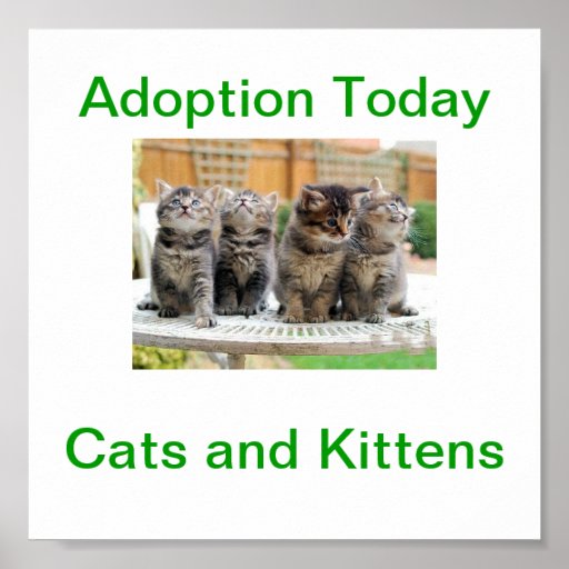 Cat &amp; Kitten Adoption Today Sign Poster | Zazzle