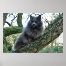 Cat 'Kyra' in a tree Print