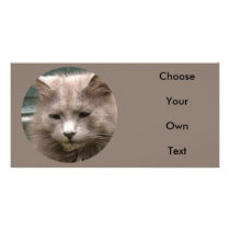 Cat 'Kyra' portrait Picture Card