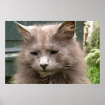 Cat 'Kyra' portrait Poster
