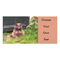 Cat 'Kyra' sitting in the grass Picture Card