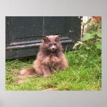 Cat 'Kyra' sitting in the grass Poster