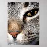 Cat (larger) print