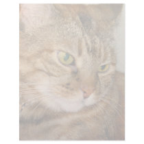 Cat letterhead by DonnaGrayson_Photos Cat letterhead