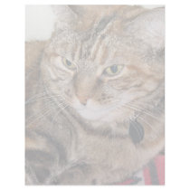Cat letterhead by DonnaGrayson_Photos Cat letterhead
