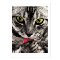 Cat Lick Post Cards