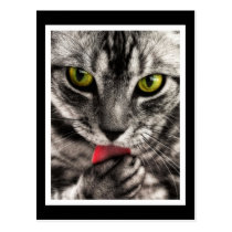 Cat Lick Postcard
