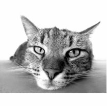 Cat look photo cutouts