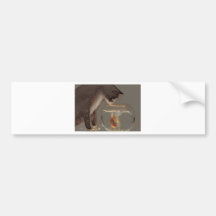 Cat Looking at Goldfish Bowl Bumper Sticker