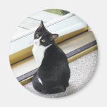 cat looking cute fridge magnets