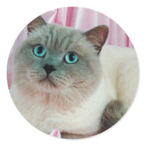 Cat Looking stickers