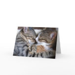 Cat Love Card