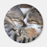 Cat Love Magnet