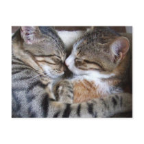 Cat Love Postcard