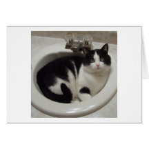 Cat lovers delight greeting card