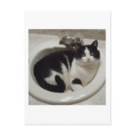 Cat lovers delight postcards
