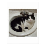 Cat lovers delight postcards
