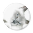 Cat Magnet