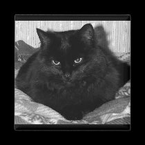 Cat Magnet by freya18801 Cat Magnet