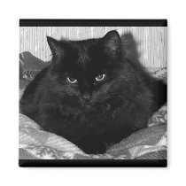 Cat Magnet by freya18801 Cat Magnet