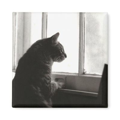 Cat Magnet #2