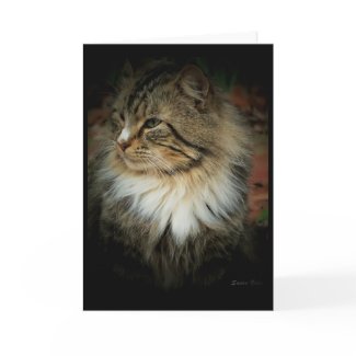Cat Missing You Card card