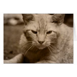 Cat Modern Browntone Photo Greeting Card cards