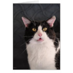 Cat Modern Photo Greeting Card cards