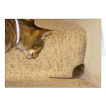 Cat & Mouse cards