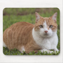 Cat mouse pad mousepads