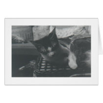 Cat Nap cards by Mistress_Cassandra21 Cat Nap cards