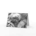 Cat Nap Greeting Cards by patenaudephotography Cat Nap Greeting Cards
