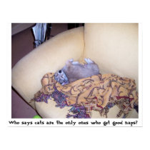 Cat nap my tail posters