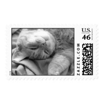 Cat Nap Postage Stamps