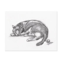 Cat Nap Post Card