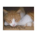 Cat Nap Postcard by MyBackyard Cat Nap Postcard