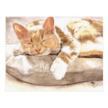 Cat Nap Postcard