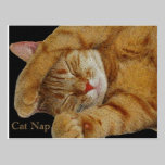 Cat Nap Postcard postcards