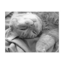 Cat Nap Postcards